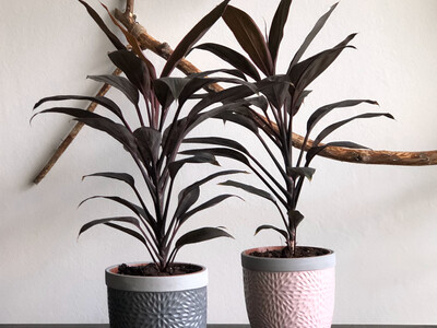 Купить Аглаонема  / AGLAONEMA  купить или заказать в Минске с доставкой | Sadovskaya.by в магазине флористики Садовская в Минске